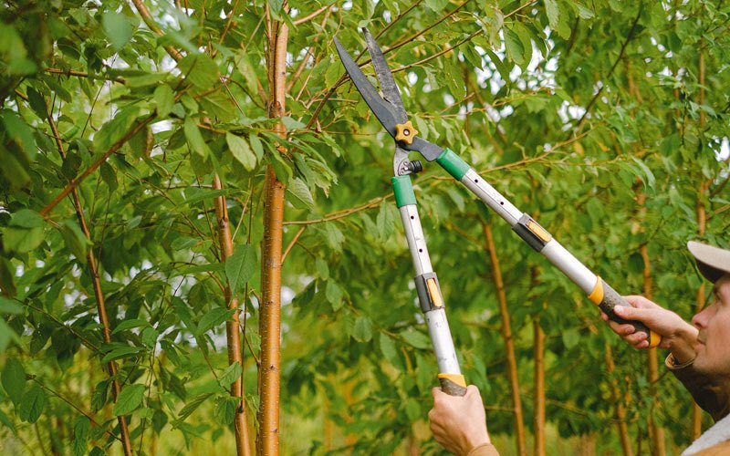 Tree trimming in Pennellville, NY
